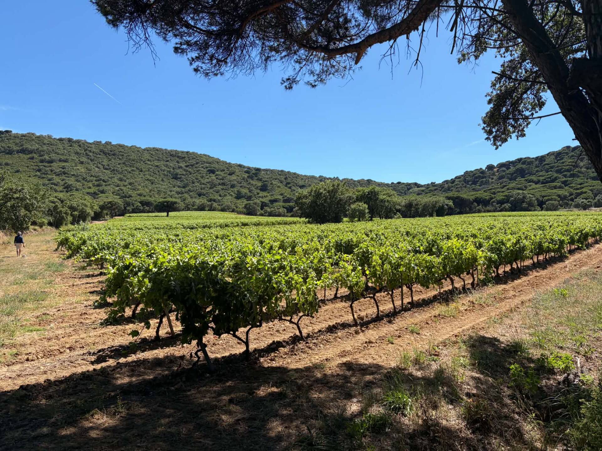 Superbe Domaine Viticole à RAMATUELLE